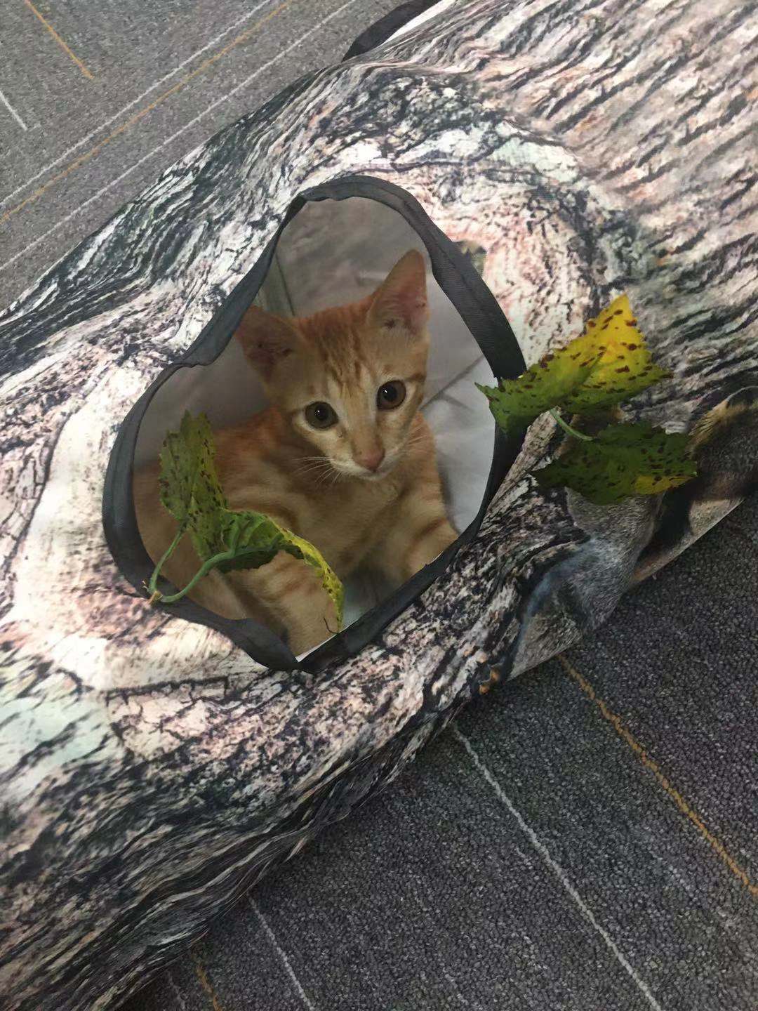 Tree Pattern Tunnel Interactive Cat Toy